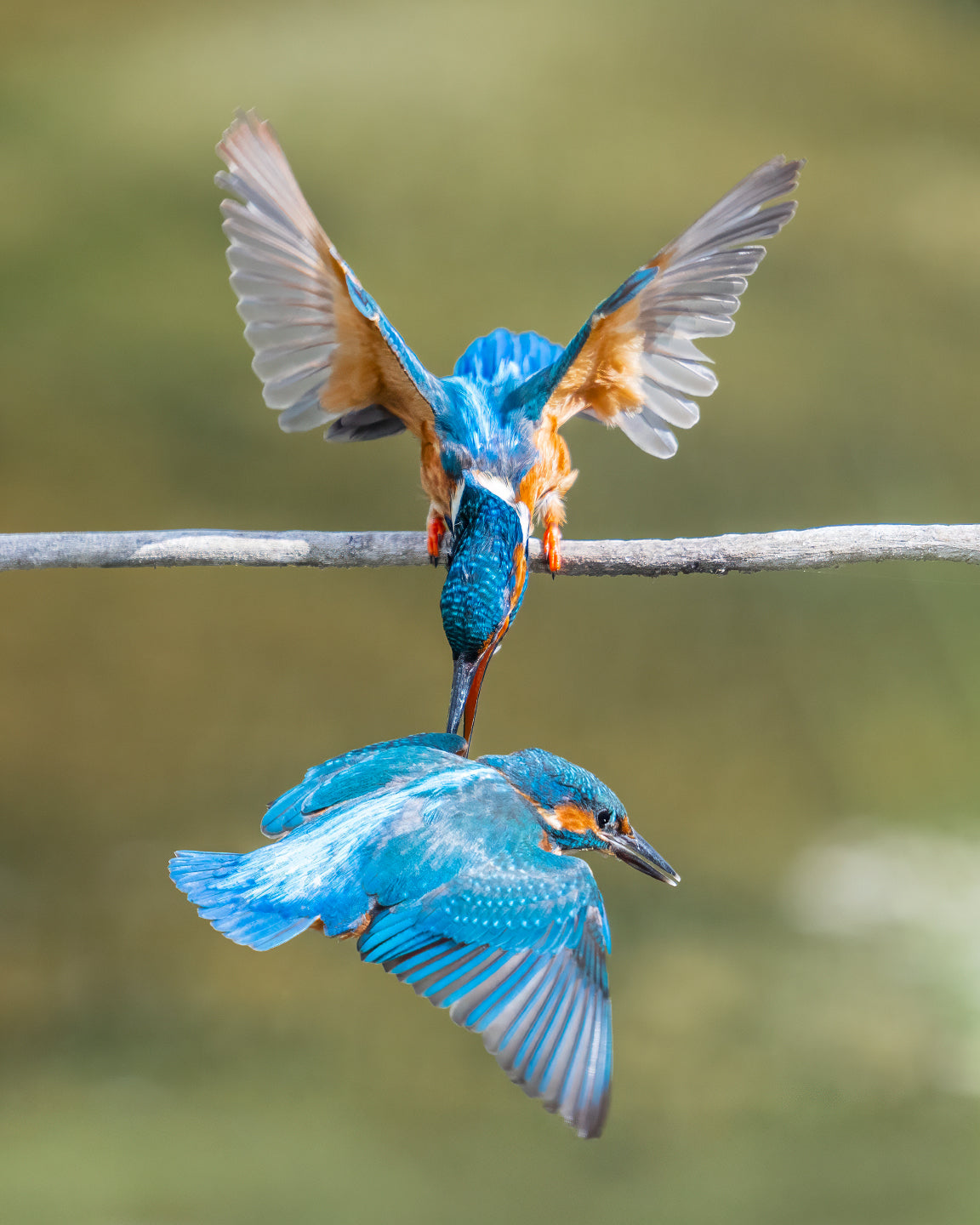 Wildlife photography