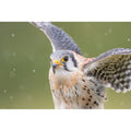 American Kestrel - Take-off
