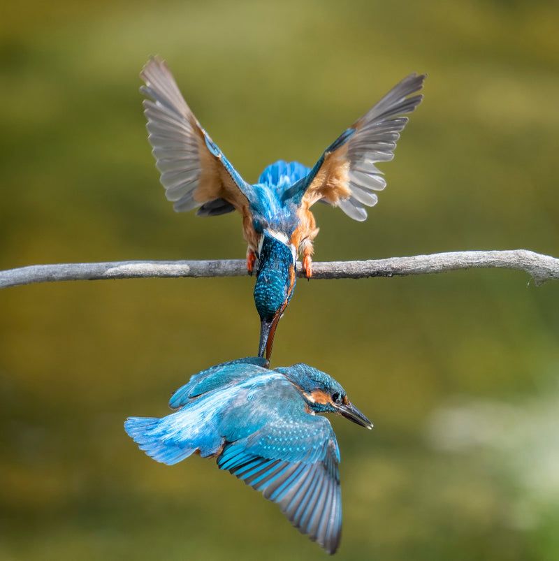 Wildlife photography - Prints, canvas and more