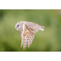 Barn Owl - Fly Past