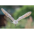 Barn Owl - Full Spread