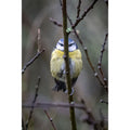 Blue Tit - Hiding!