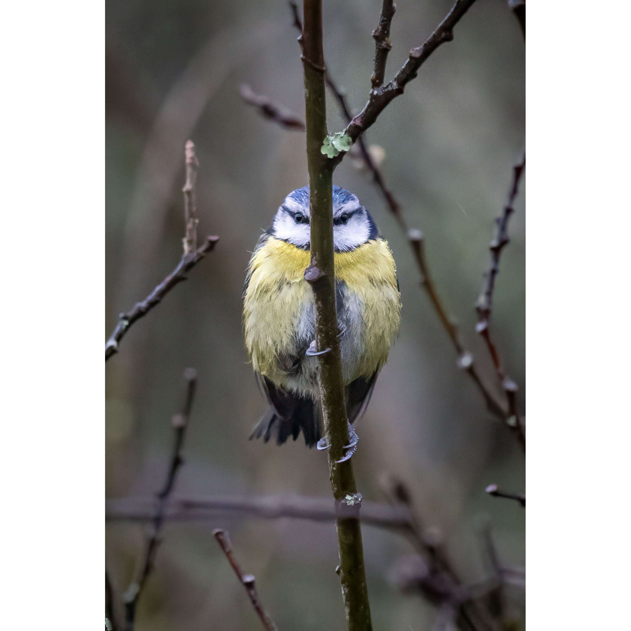 Blue Tit - Hiding!