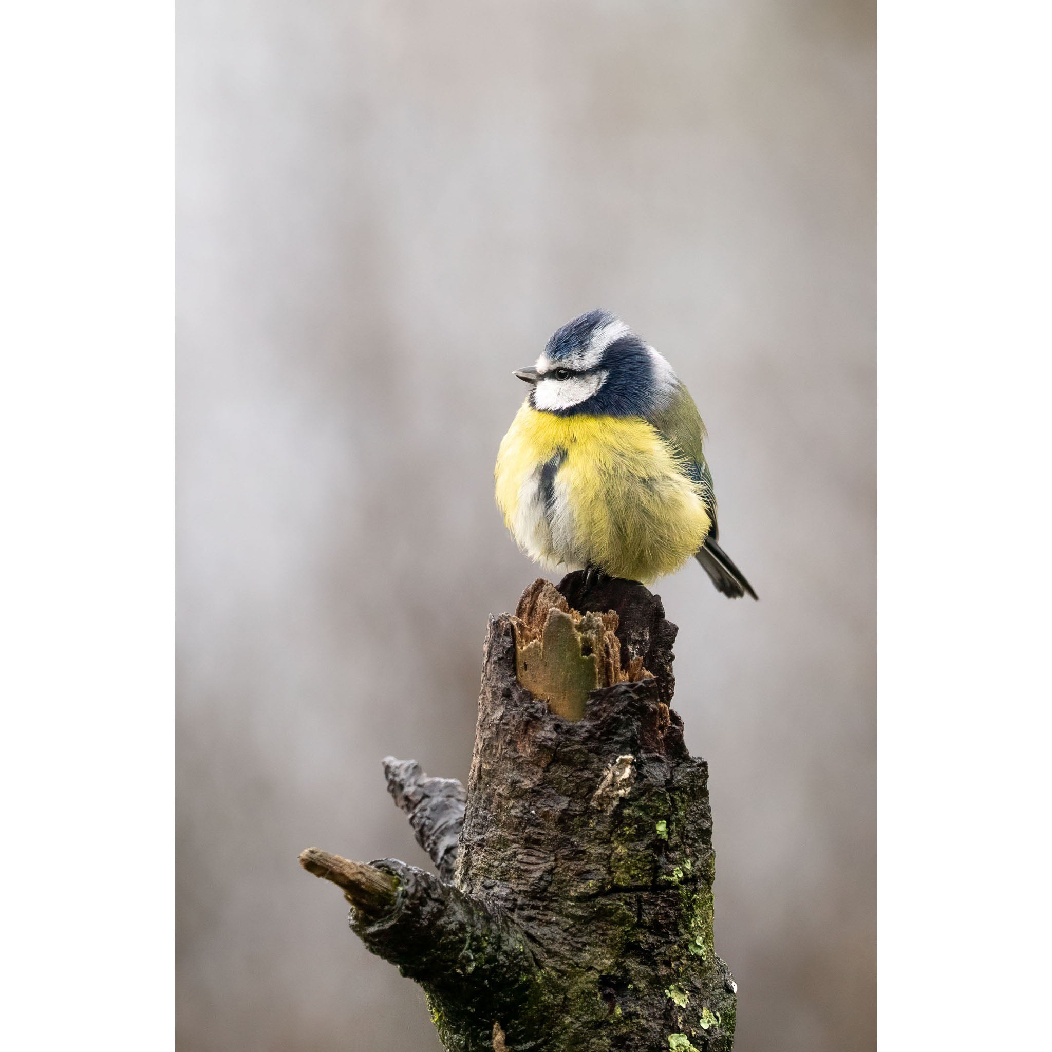 Blue Tit - Perched