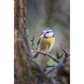 Blue Tit - Pop of colour