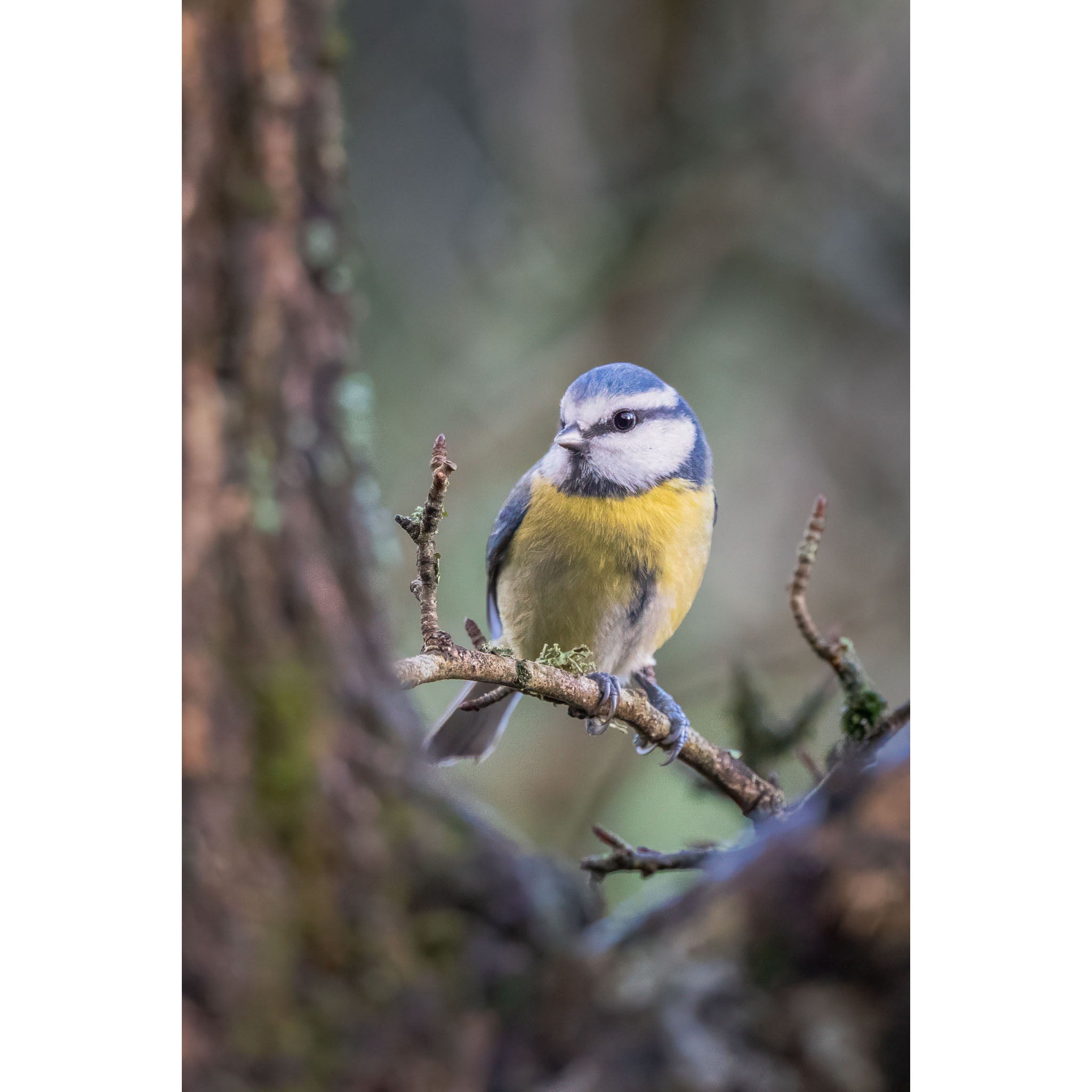 Blue Tit - Pop of colour