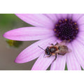 Buzz Off