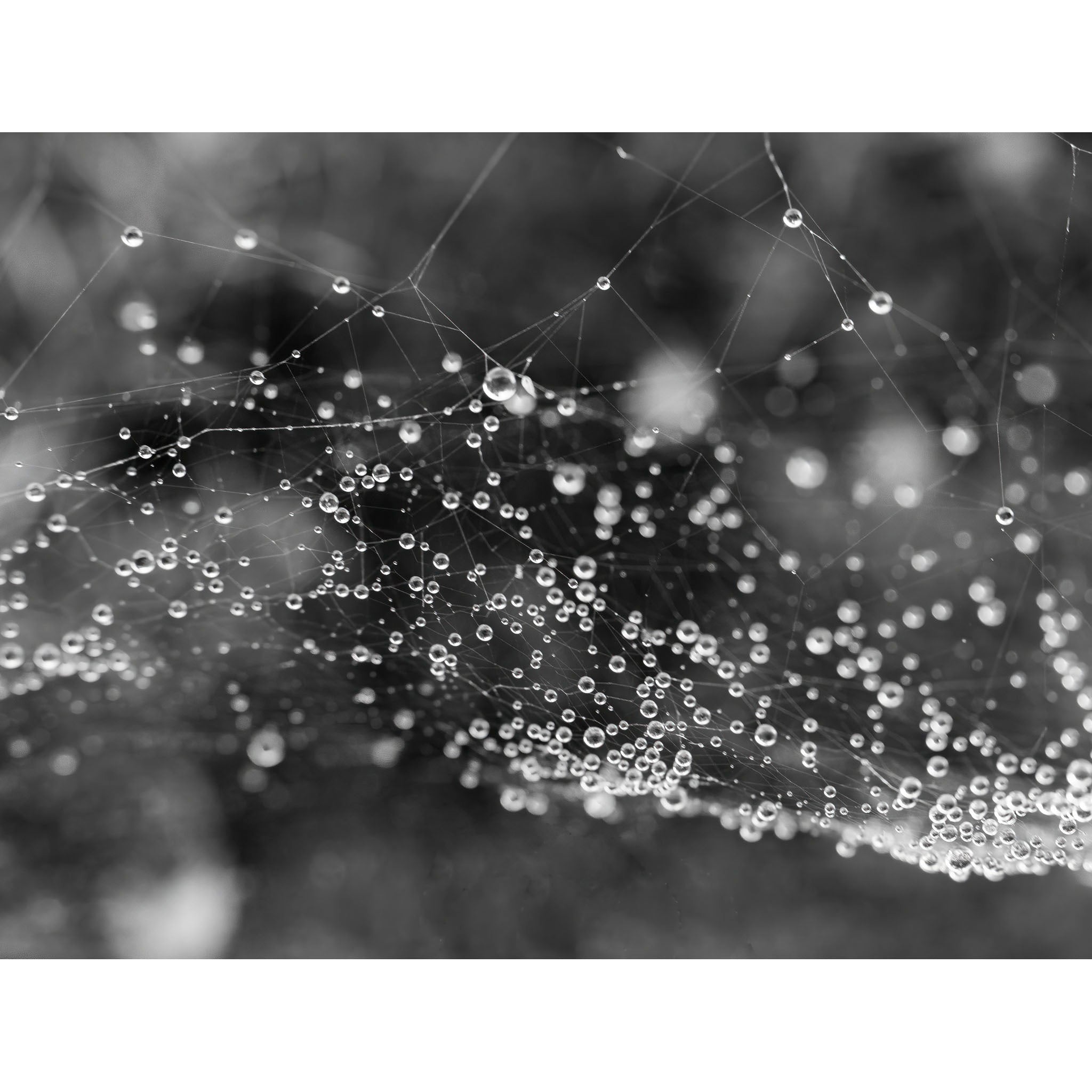 Cobweb Condensation