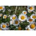 Daisy - Twist