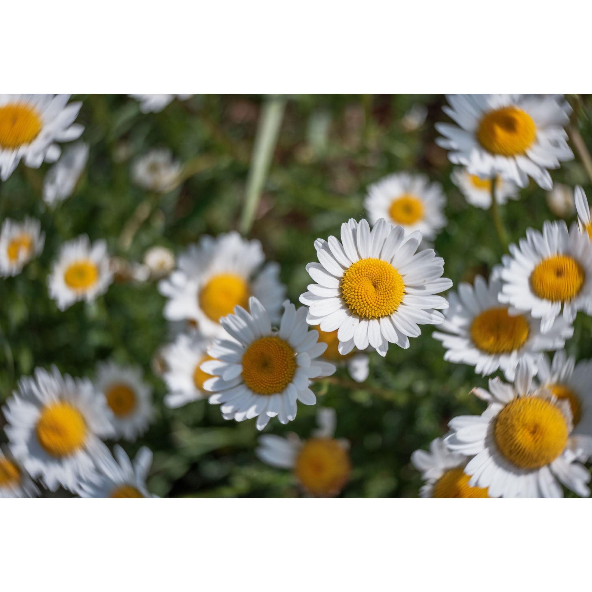 Daisy - Twist