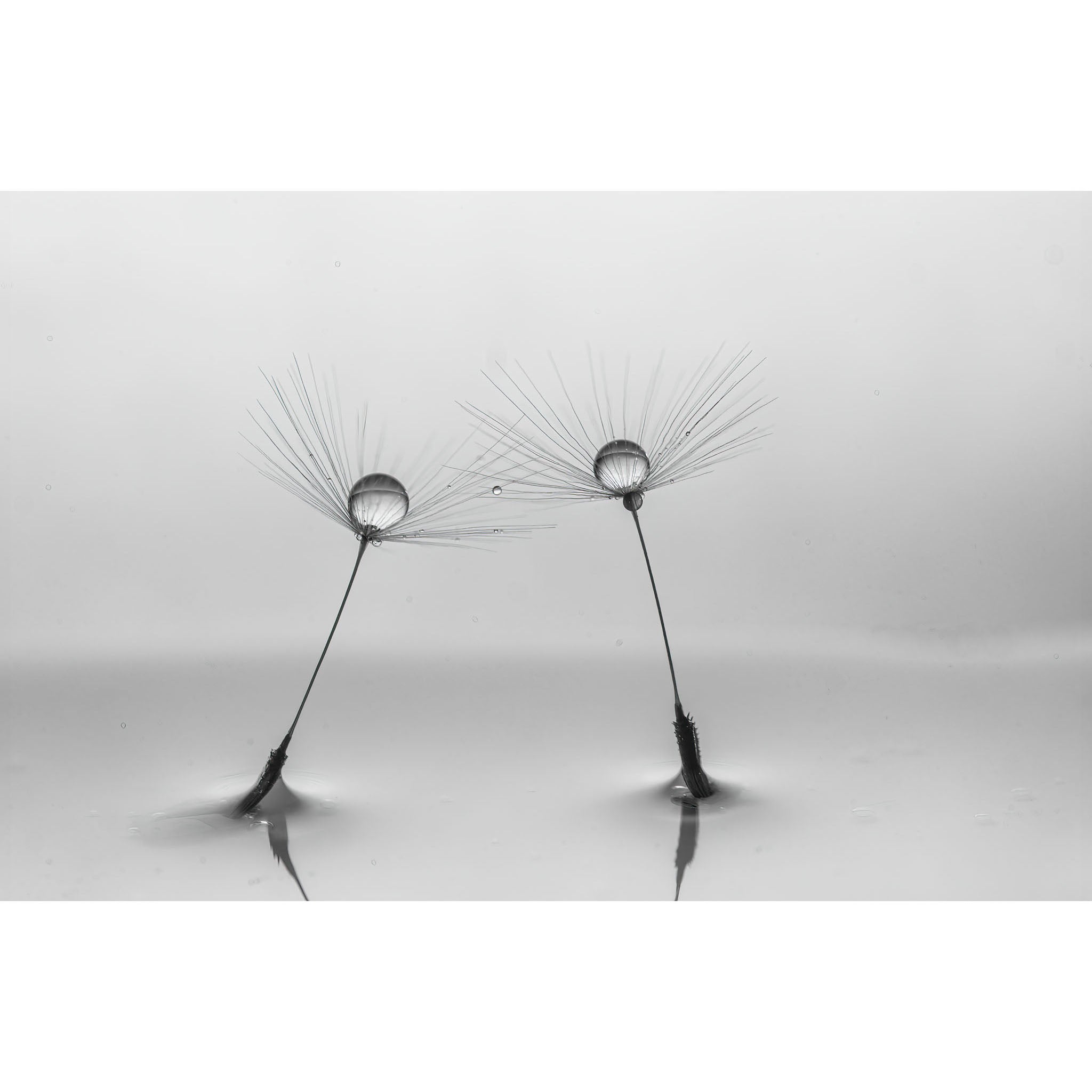 Dandelion Dance