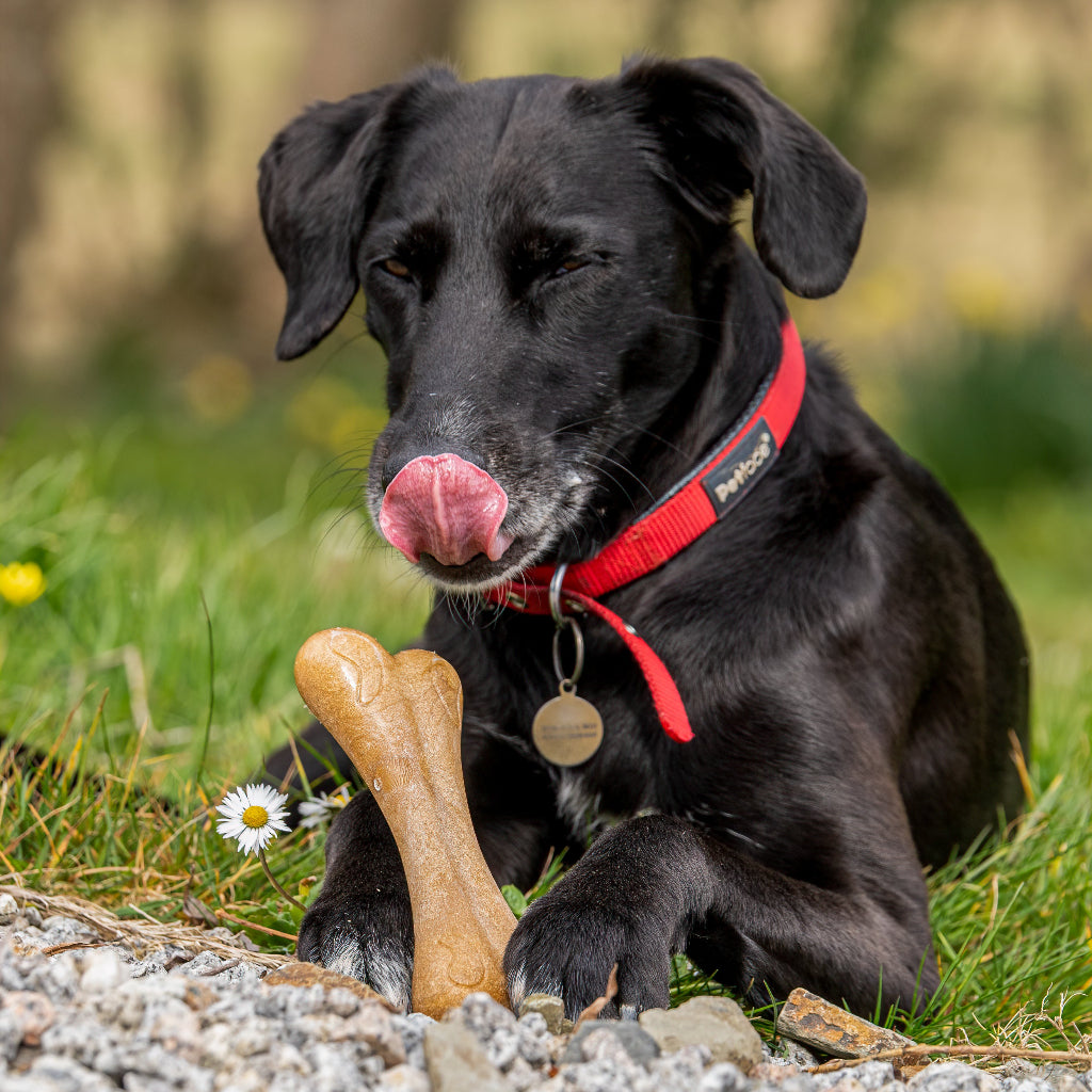 Dog Shoot - Working with animals and kids