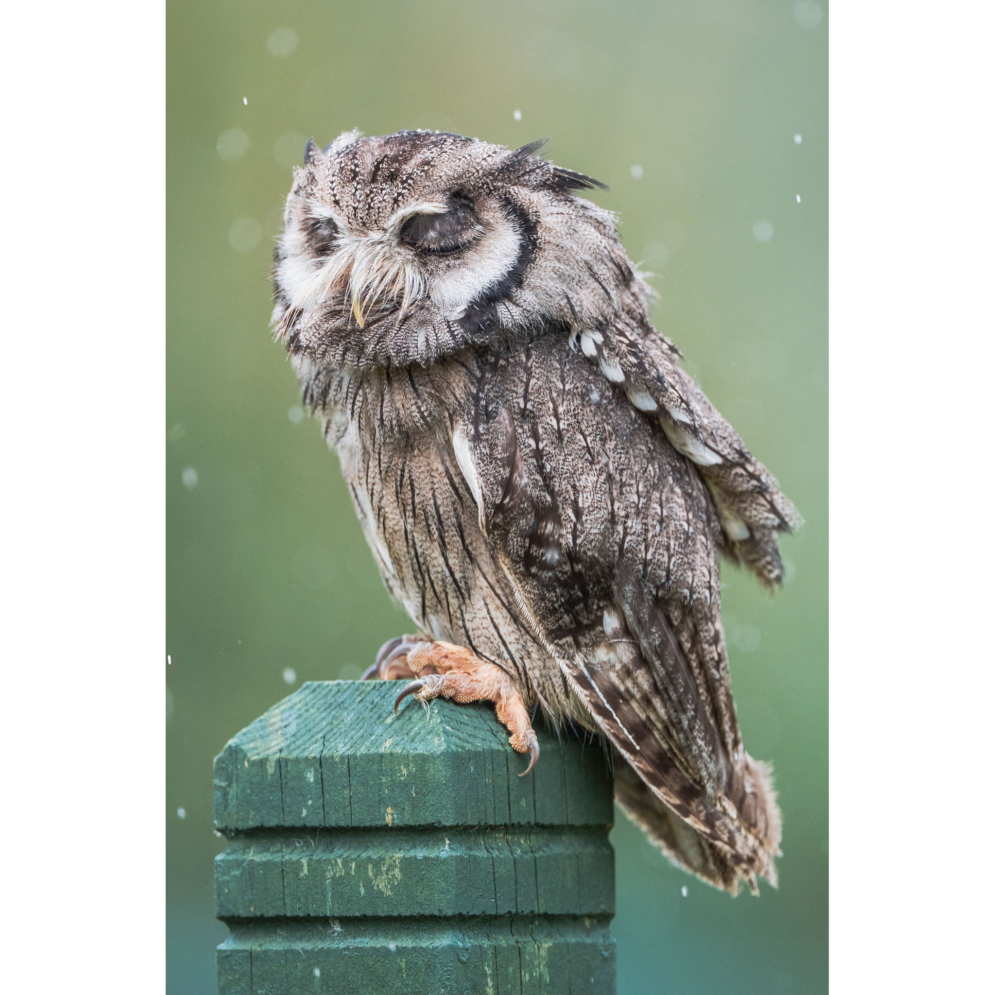 Eastern Screech Owl - Nap Time
