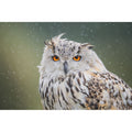 Eastern Screech Owl - Rainy Day