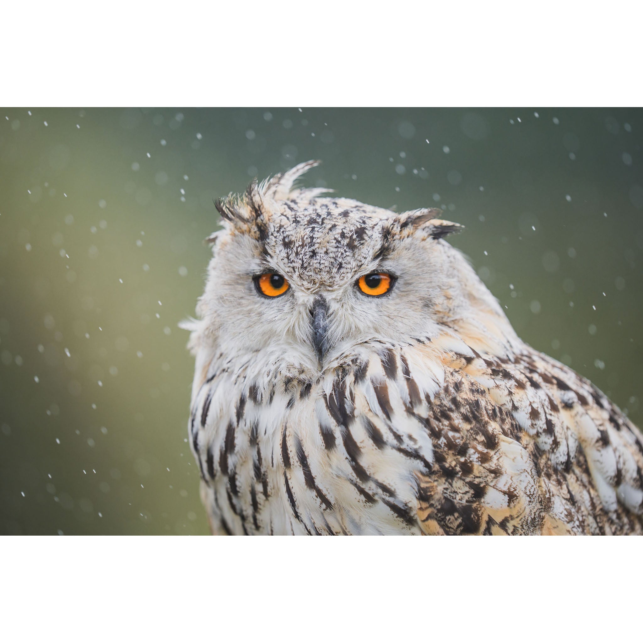 Eastern Screech Owl - Rainy Day