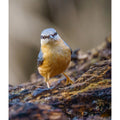 Eurasian Nuthatch - Watching you