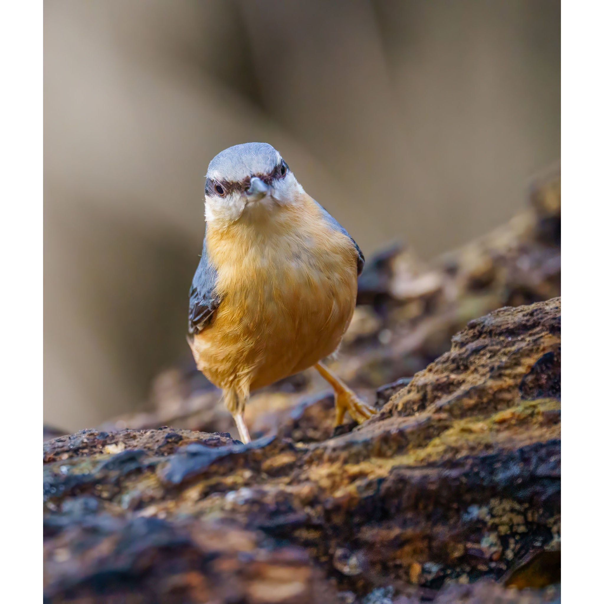 Eurasian Nuthatch - Watching you