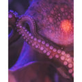 From the Deep