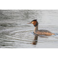 Great Crested Grebe - Hunting