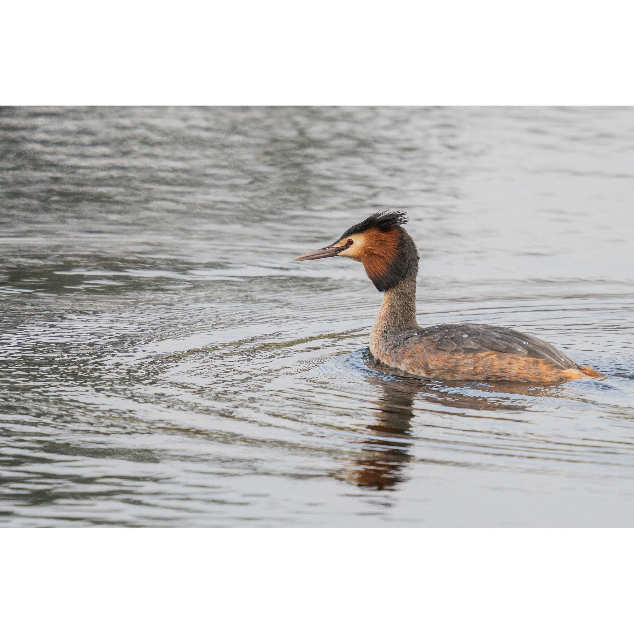 Great Crested Grebe - Hunting