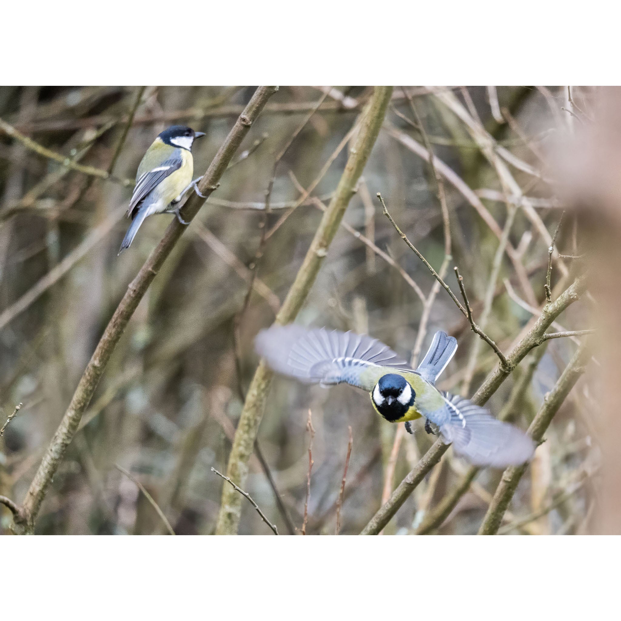 Great Tit - Fly away