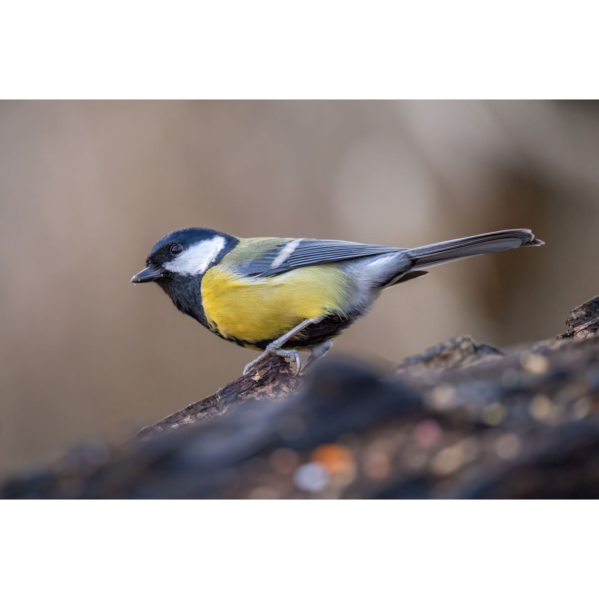 Great Tit - Lakenheath Fen