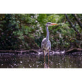 Heron - Portrait at Tehidy Woods