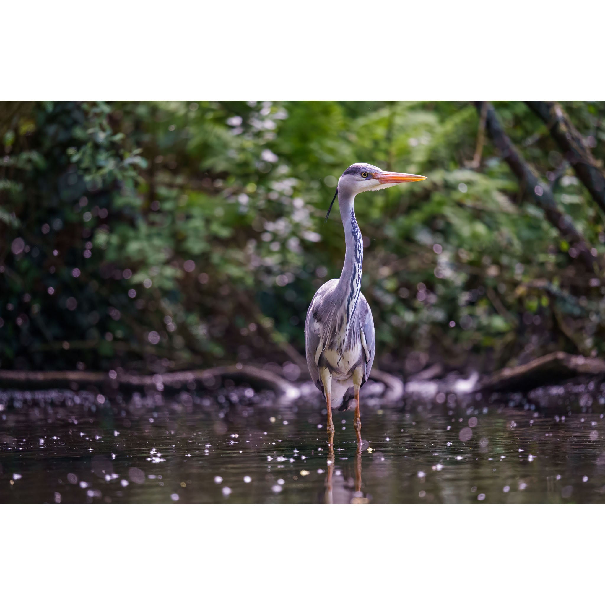 Heron - Portrait at Tehidy Woods