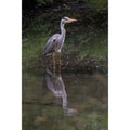 Heron -  Standing Tall at Tehidy Woods