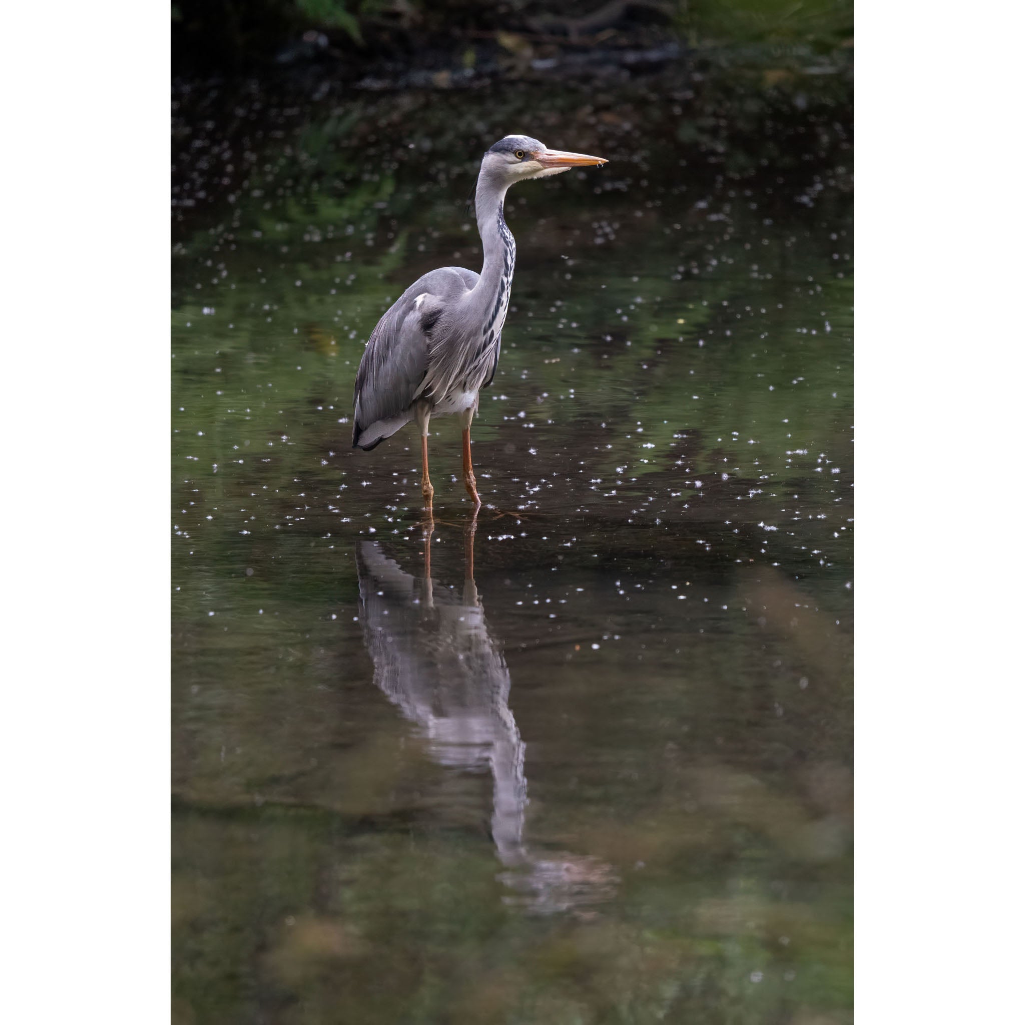 Heron -  Standing Tall at Tehidy Woods