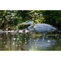 Heron at Tehidy Woods