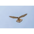 Kestral at Constantine Bay