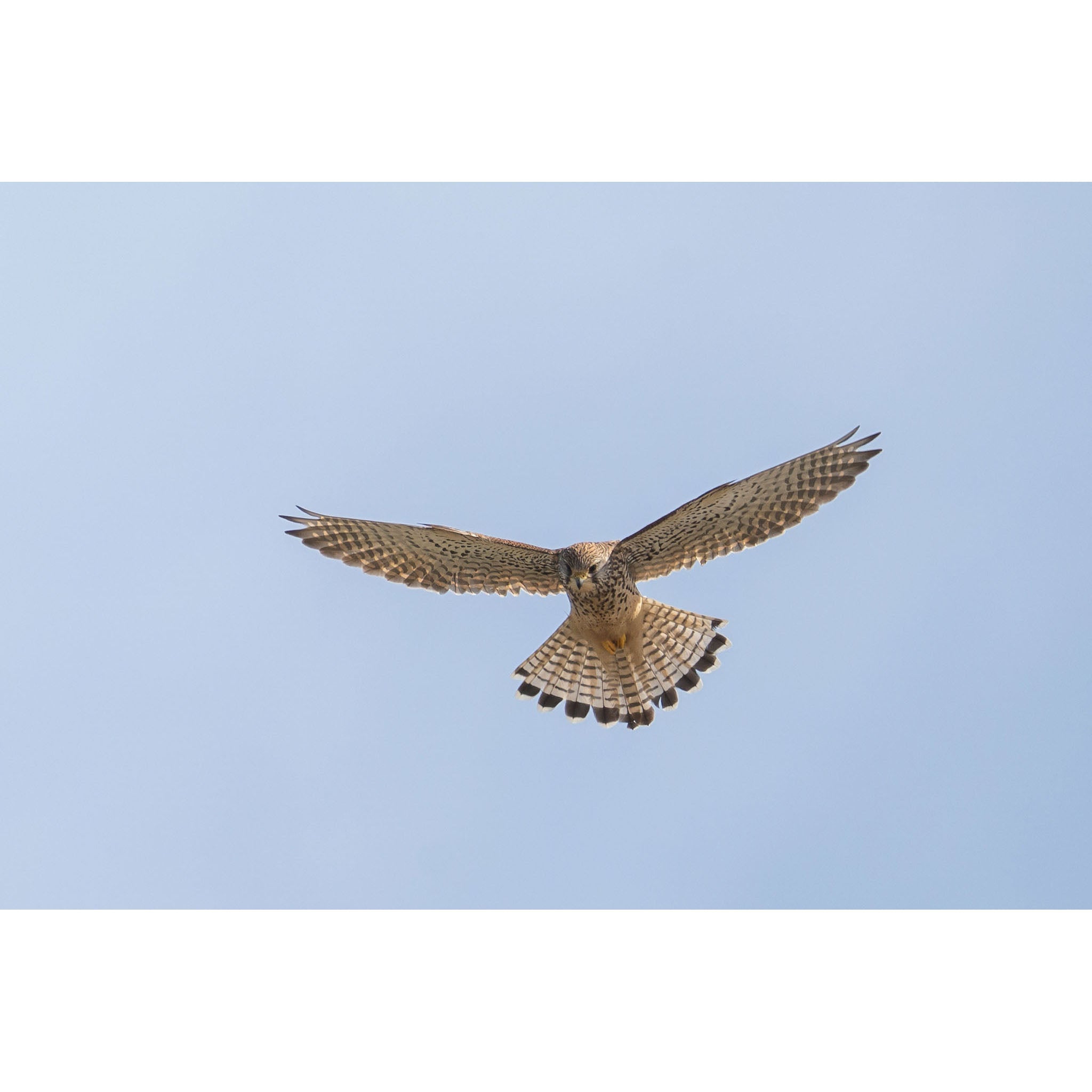 Kestral at Constantine Bay