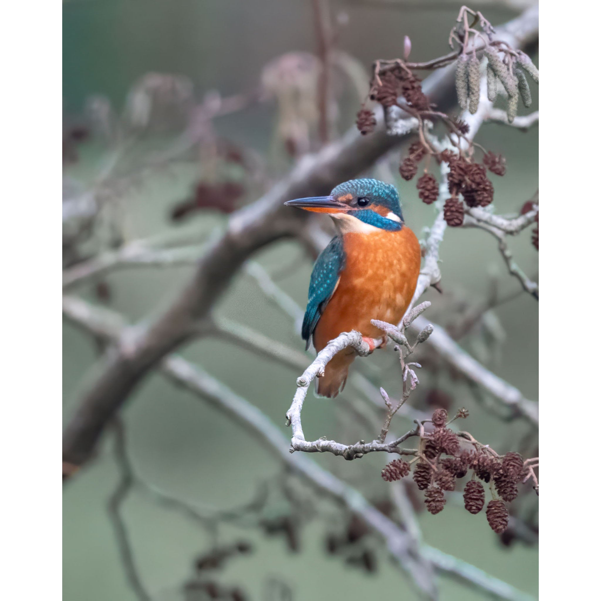 Kingfisher - Newquay Trenance Gardens