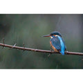 Kingfisher - Newquay in the Rain