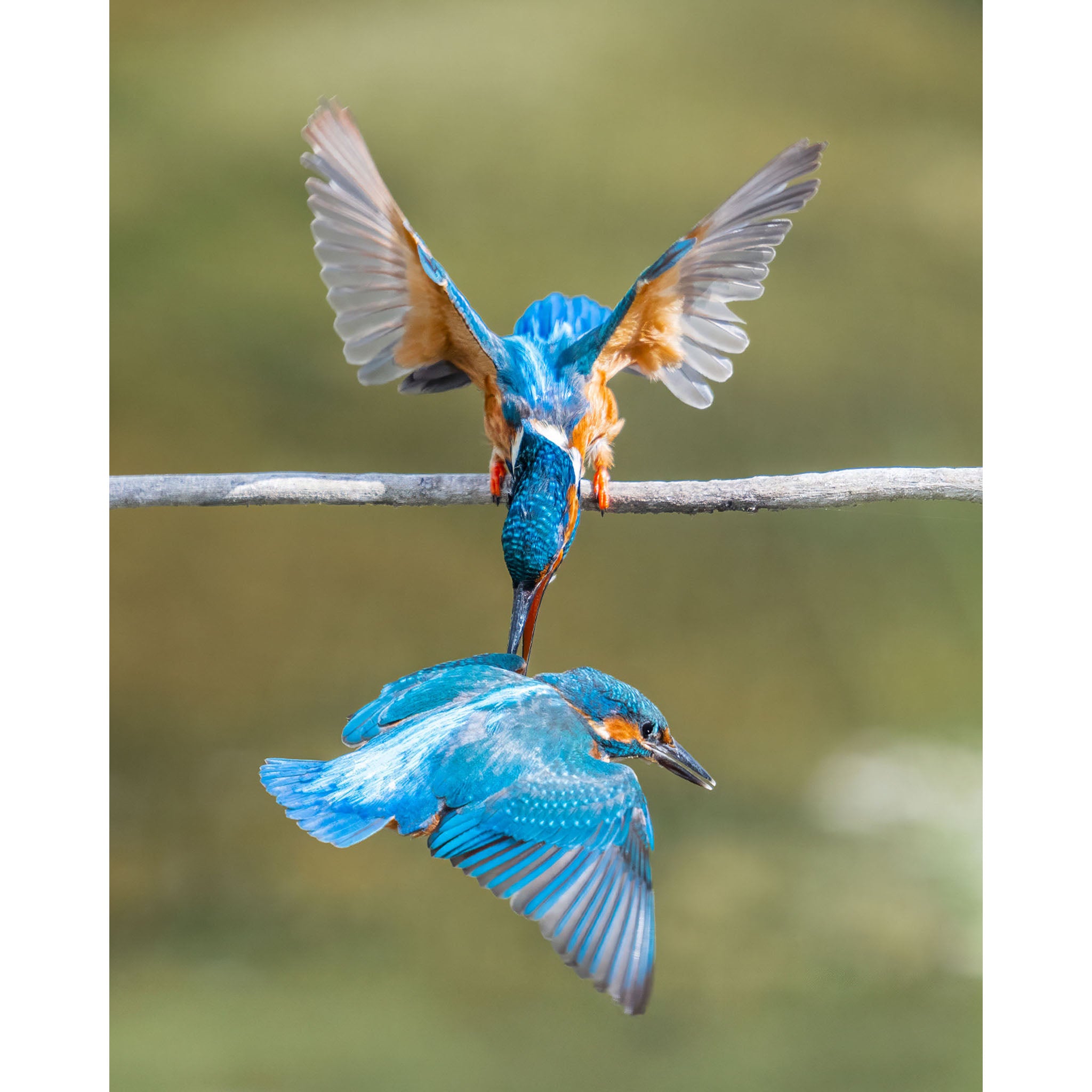 Kingfisher - Retaliation
