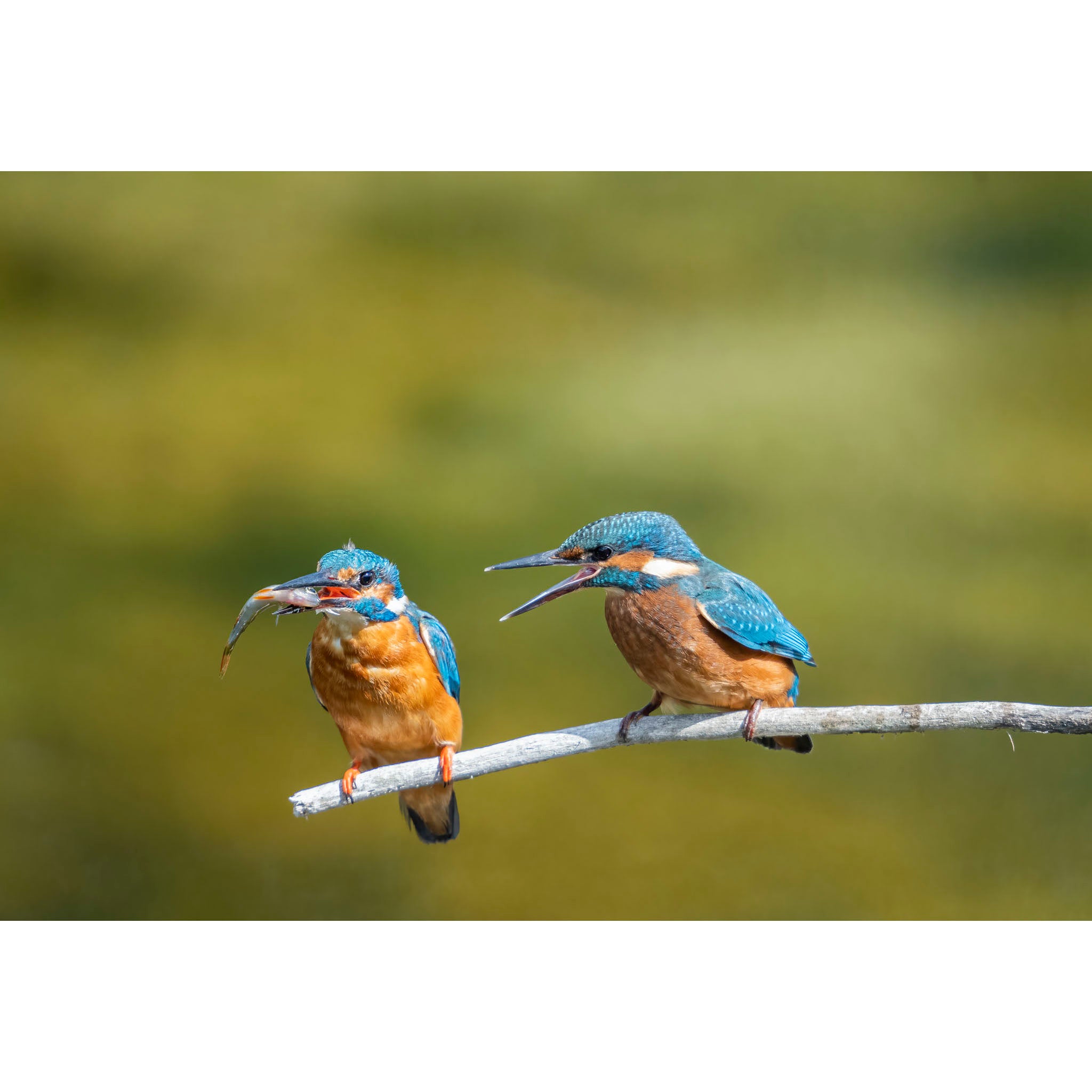 Kingfisher - That's mine