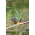 Kingfisher - Thats enough!