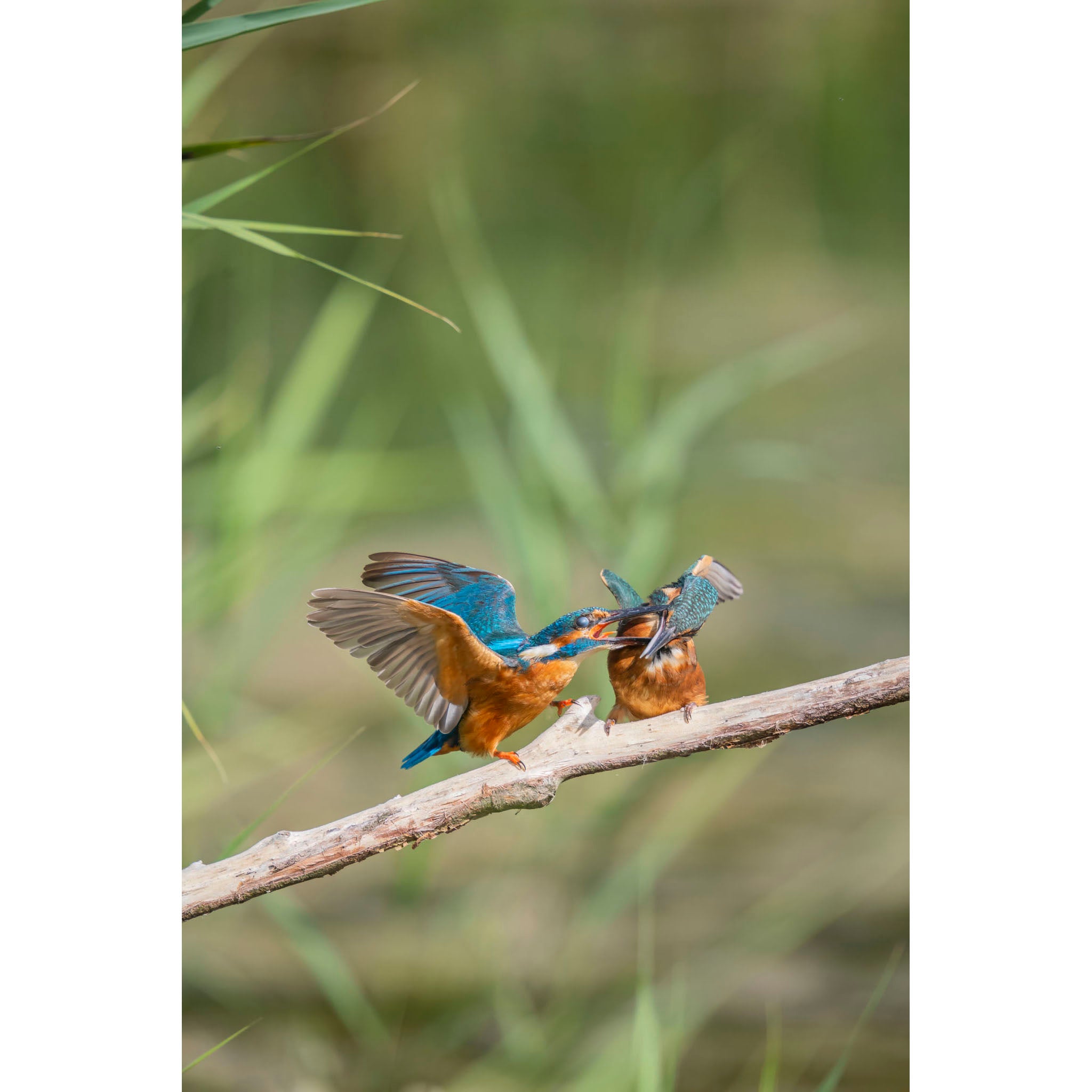 Kingfisher - Thats enough!