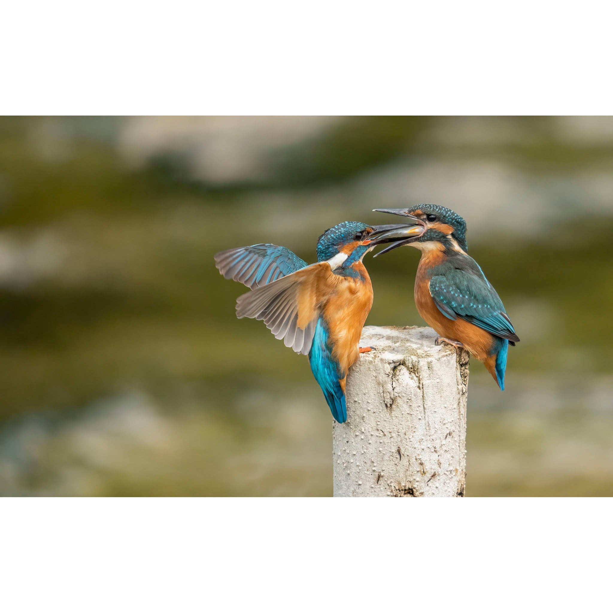 Kingfisher - More please