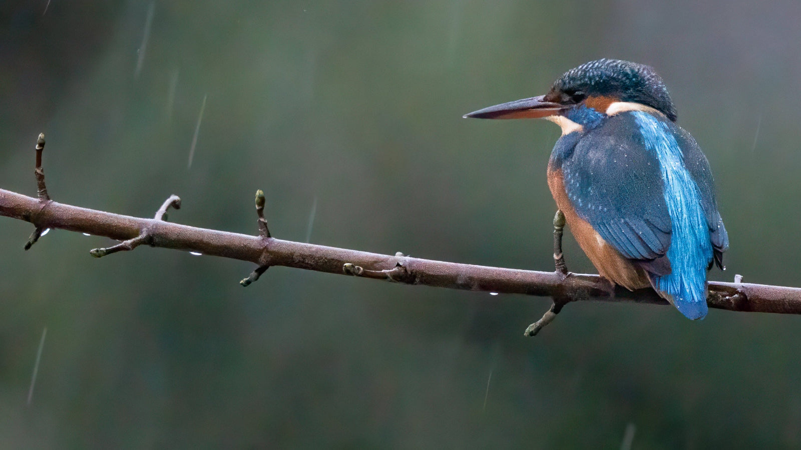 Kingfisher - newquay trenance boating lake