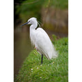 Little Egret - Just Waiting