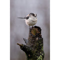 Long Tailed Tit - Stithians Lake