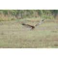 Marsh Harrier - Dinner Time