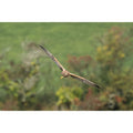 Marsh Harrier - Focus