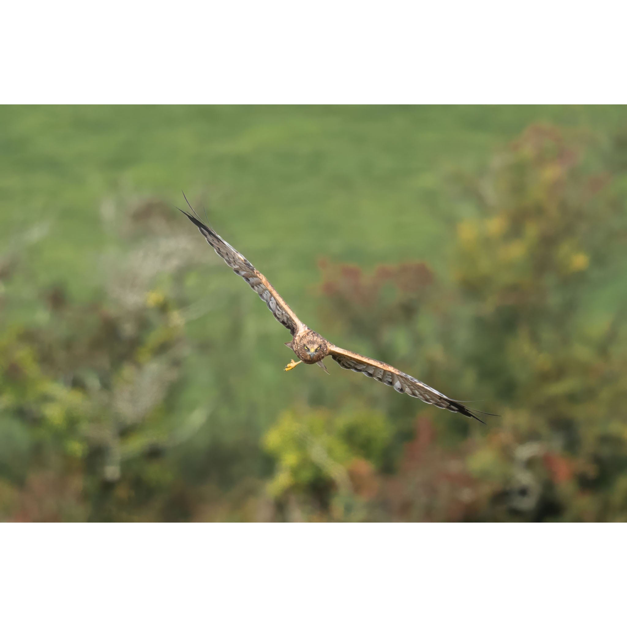 Marsh Harrier - Focus