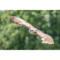 Milky Eagle-Owl - Glide
