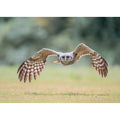 Milky Eagle-Owl - Low Swoop