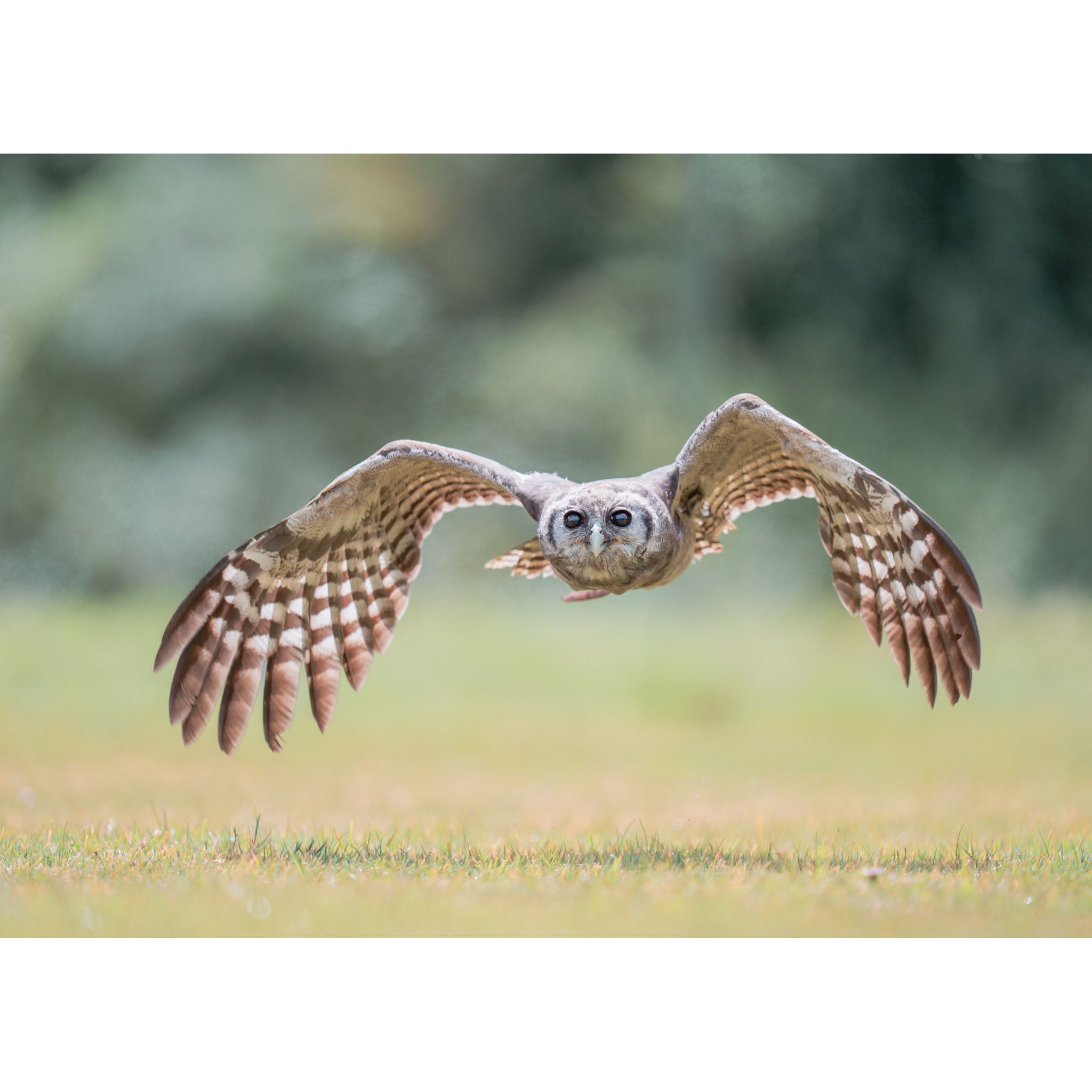 Milky Eagle-Owl - Low Swoop