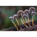 Mushroom - Looking up